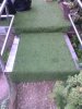 agrass3.jpg