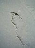 floor cracks 1.jpg