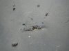 floor cracks 3.jpg