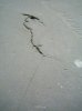 floor cracks 4.jpg