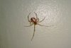 spider.jpg