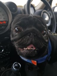 Robroy